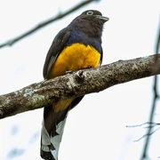 Observação de Aves em Bertioga