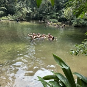 TRILHA DO GUARATUBA | Poço do Limão e Cachoeira