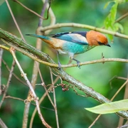 Observação de Aves em Bertioga