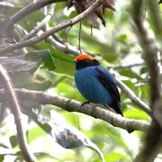 Observação de Aves em Bertioga