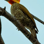 Observação de Aves em Bertioga