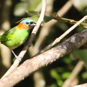 Observação de Aves em Bertioga