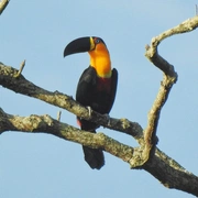 Observação de Aves em Bertioga