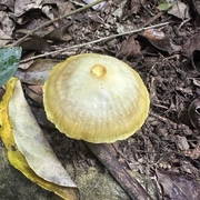 Observação de Fungos e Cogumelos em Bertioga