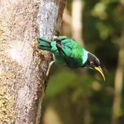 Observação de Aves em Bertioga