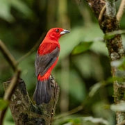 Observação de Aves em Bertioga