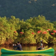 Observação de Aves em Bertioga