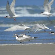 Observação de Aves em Bertioga