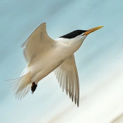 Observação de Aves em Bertioga