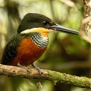 Observação de Aves em Bertioga