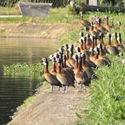 Observação de Aves em Bertioga