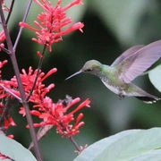 Observação de Aves em Bertioga