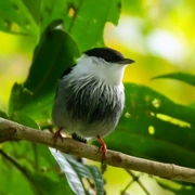 Observação de Aves em Bertioga