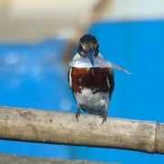 Observação de Aves em Bertioga